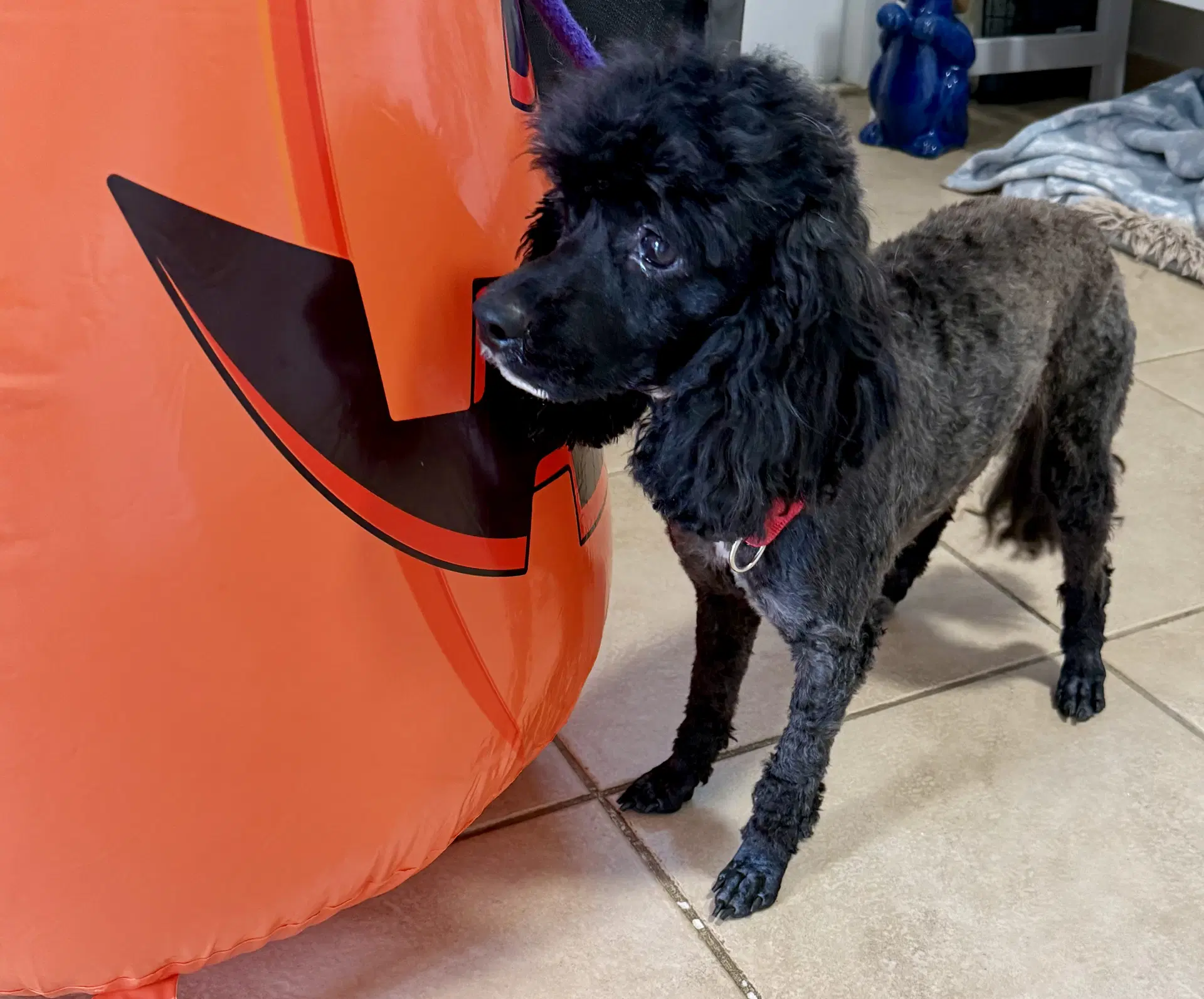 Zeke Mini Poodle image 2