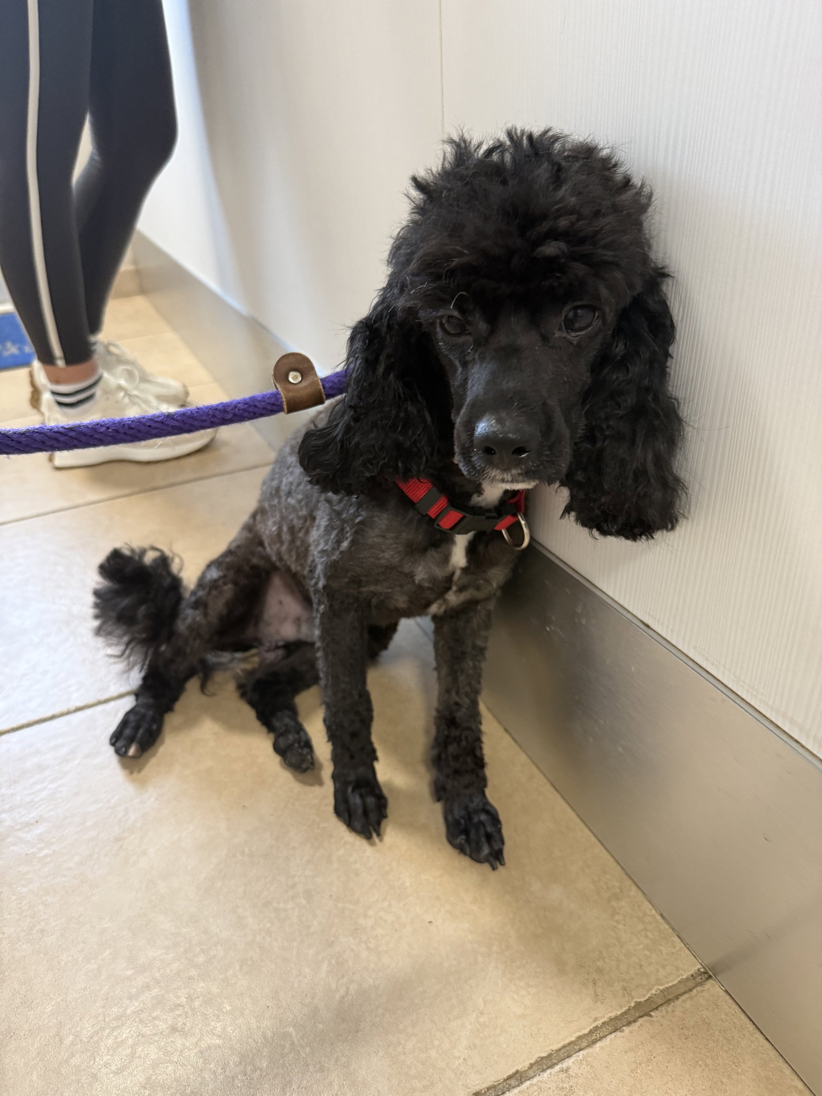 Zeke Mini Poodle, photo 3