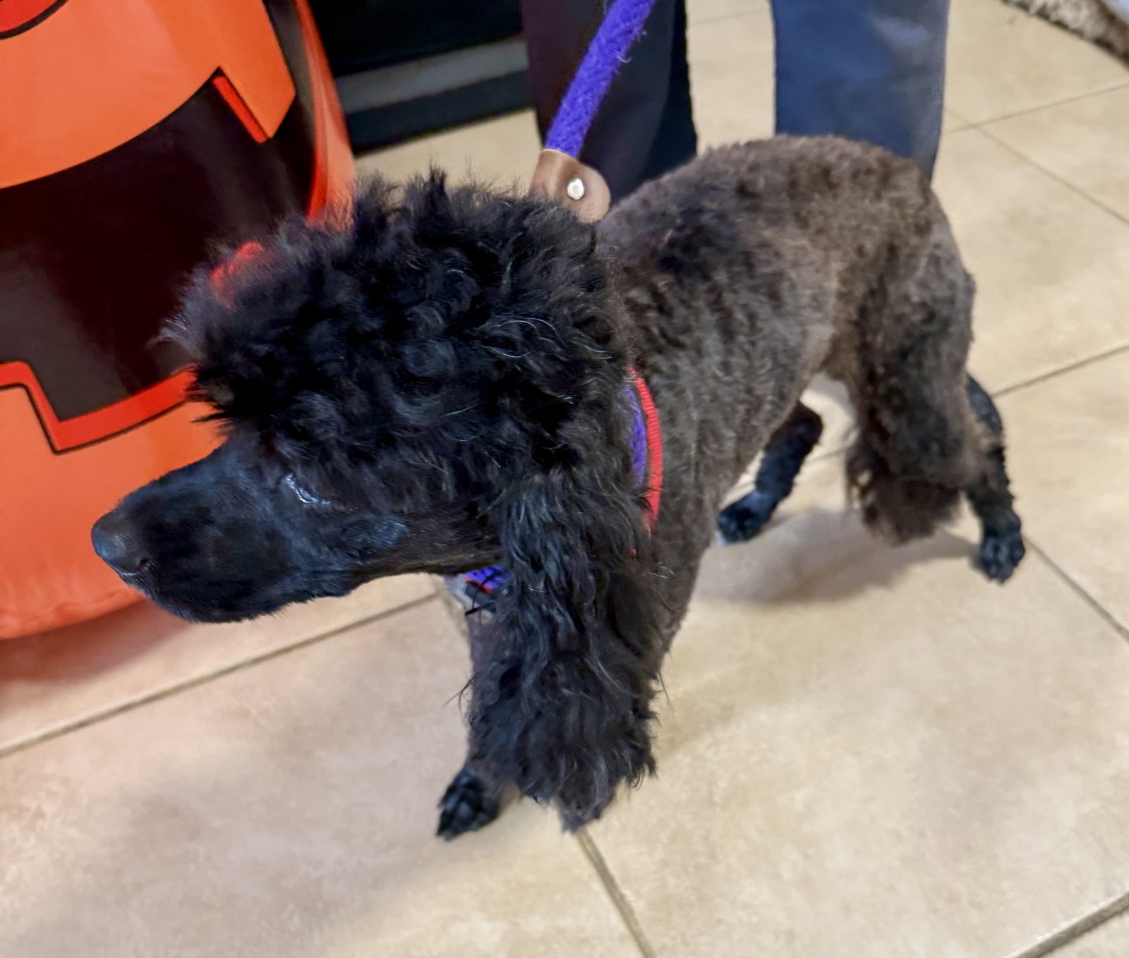 Zeke Mini Poodle, photo 4
