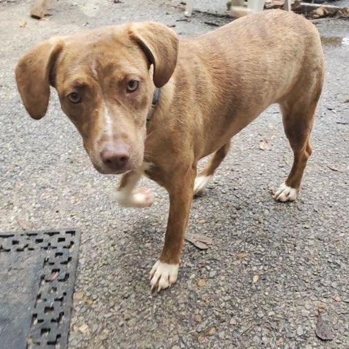 Dog for Adoption Ellie, a Vizsla in Chicopee, MA Alpha Paw