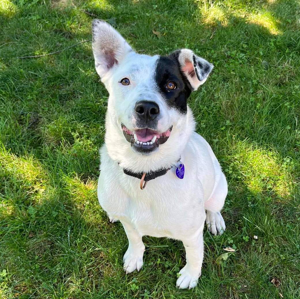 Dog for Adoption Missy, a Australian Cattle Dog/Blue Heeler in