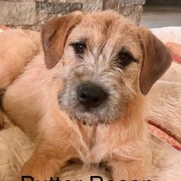 Dog for adoption - Butter Pecan, a Labrador Retriever & Portuguese Podengo  Mix in New Milford, CT