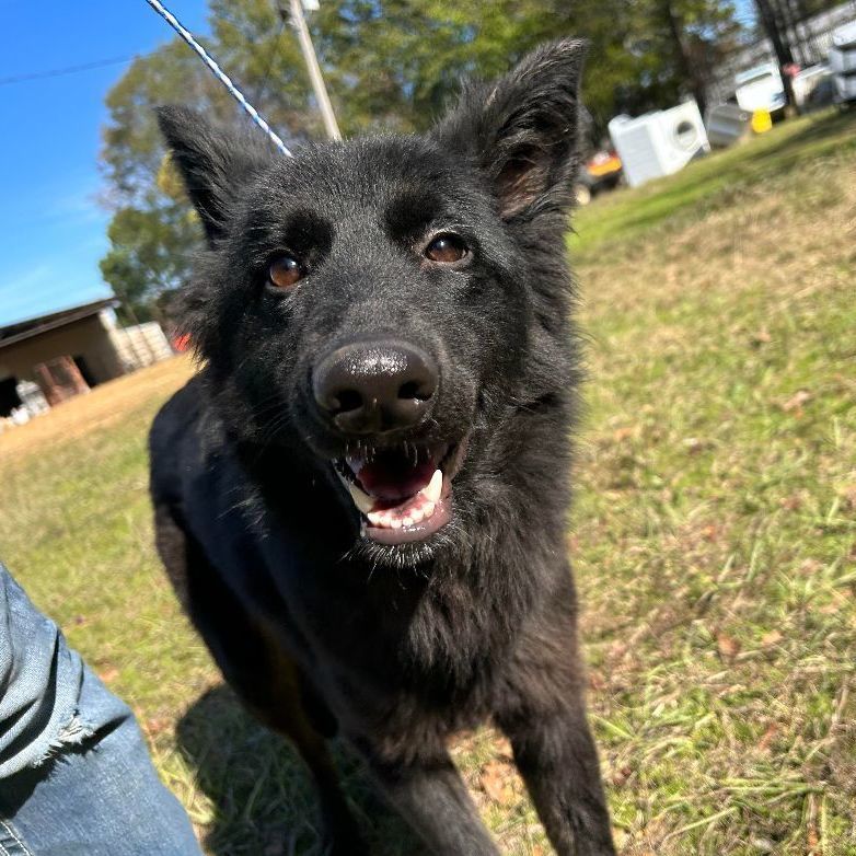 Dog for Adoption - Gypsy, a Dutch Shepherd in Southwood Acres, CT ...