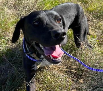 adoptable Dog in Bristol, CT named Felix
