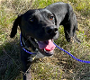adoptable Dog in bristol, RI named Felix