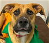adoptable Dog in bristol, CT named Ashley
