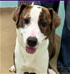 adoptable Dog in bristol, CT named Chloe