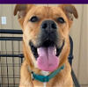 adoptable Dog in bristol, RI named Logan