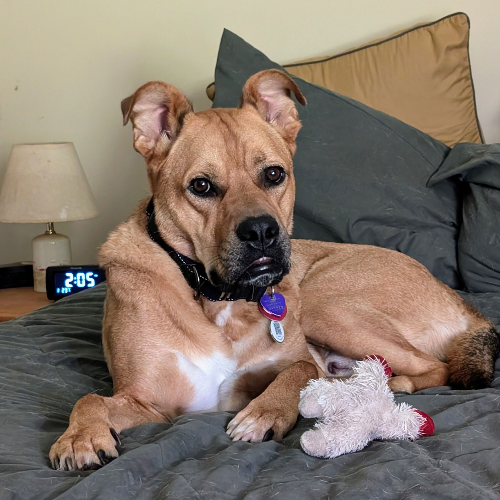 adoptable Dog in Bristol, CT named Logan