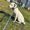adoptable Dog in bristol, CT named Champagne