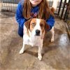 adoptable Dog in bristol, RI named Sammy