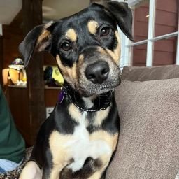 adoptable Dog in Bristol, CT named Puddin