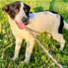 adoptable Dog in bristol, CT named Bella