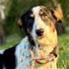 adoptable Dog in bristol, RI named Rocco