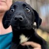 adoptable Dog in bristol, RI named Romeo