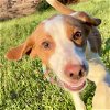 adoptable Dog in bristol, RI named Guido