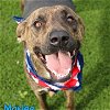 adoptable Dog in , CT named Marlee