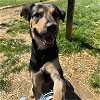 adoptable Dog in bristol, CT named Roy