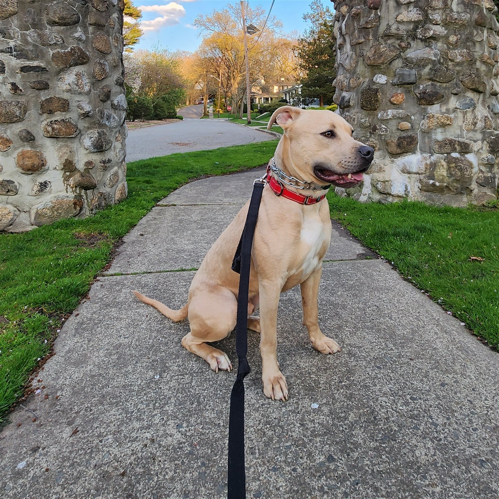 adoptable Dog in Bristol, CT named Atticus