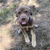 adoptable Dog in , CT named Theodore
