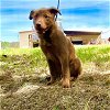 adoptable Dog in bristol, RI named Eleanor