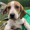 adoptable Dog in , CT named Dove