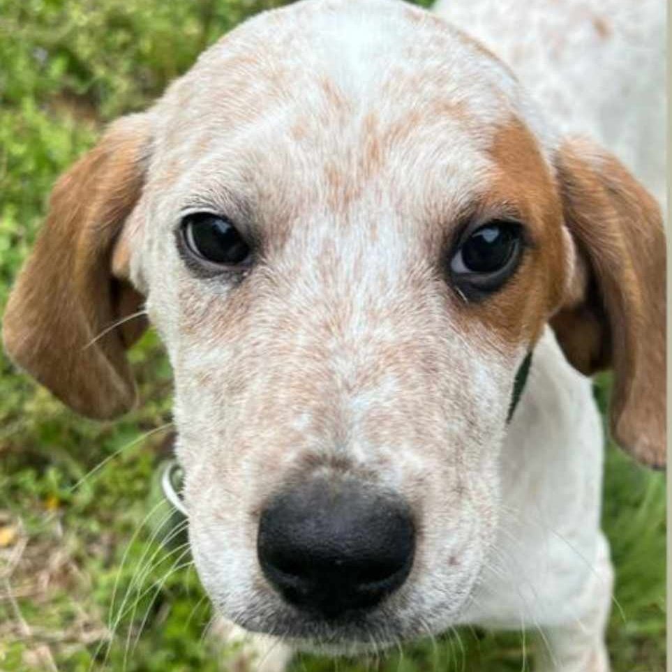 adoptable Dog in Bristol, CT named Grouse