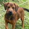 adoptable Dog in  named Remy