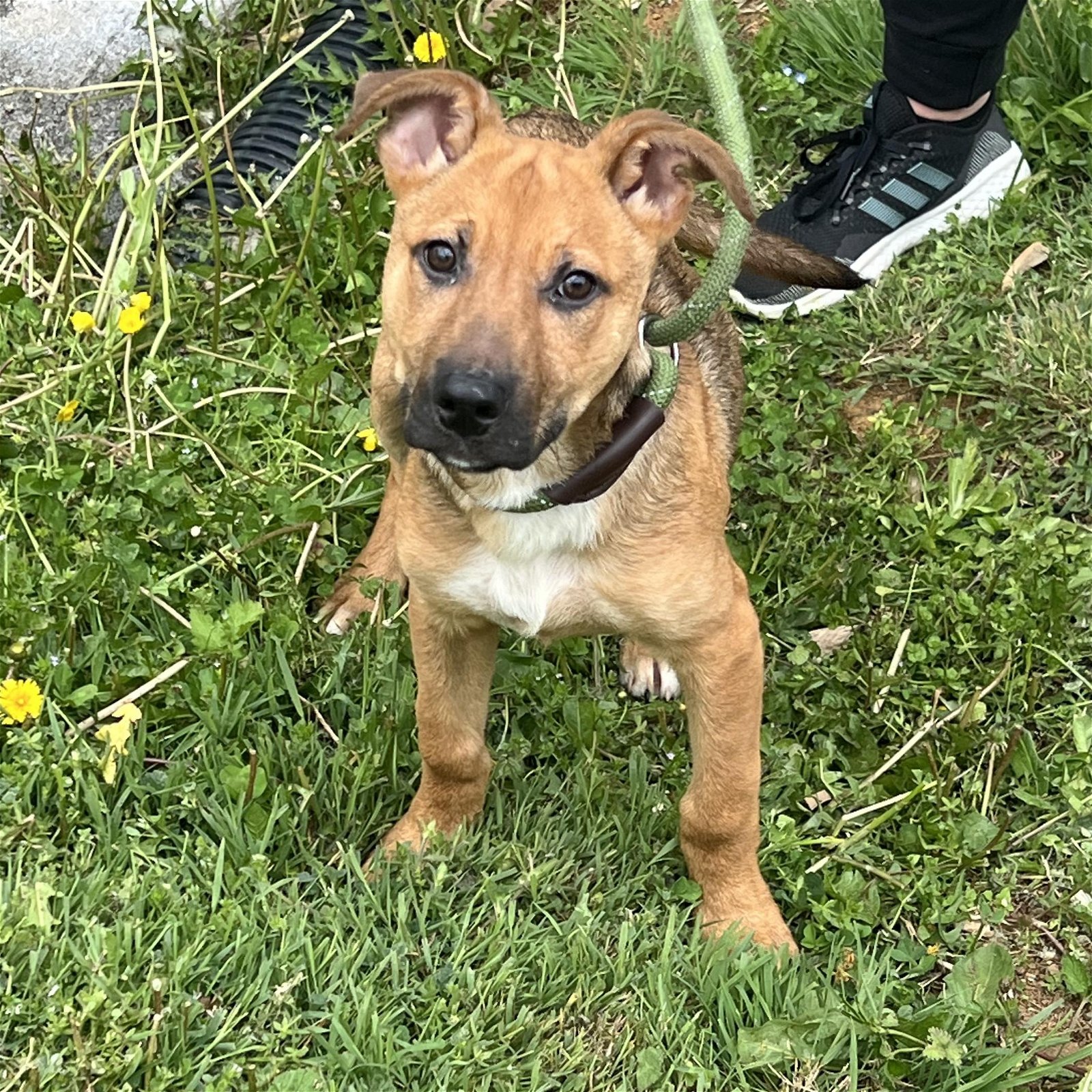 adoptable Dog in Bristol, CT named Reagan