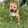 adoptable Dog in bristol, RI named Reagan