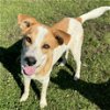 adoptable Dog in bristol, RI named Mac