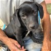 adoptable Dog in bristol, RI named Maggie