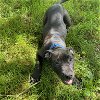 adoptable Dog in bristol, RI named Reese