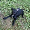 adoptable Dog in bristol, RI named Bobby