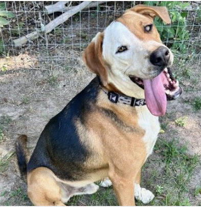 adoptable Dog in Enfield, CT named Zeus