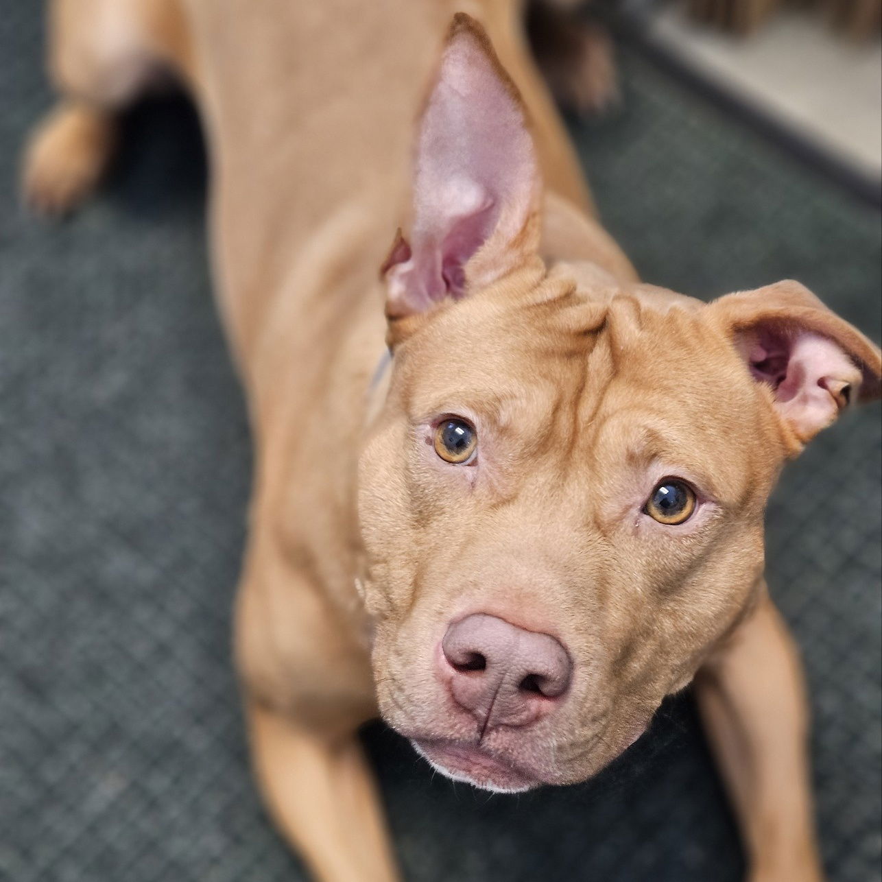 adoptable Dog in Bristol, CT named Nero