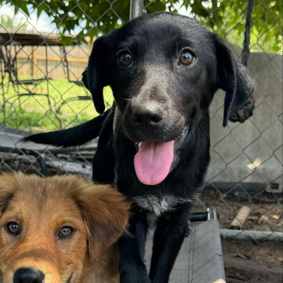 adoptable Dog in Bristol, CT named Cuba