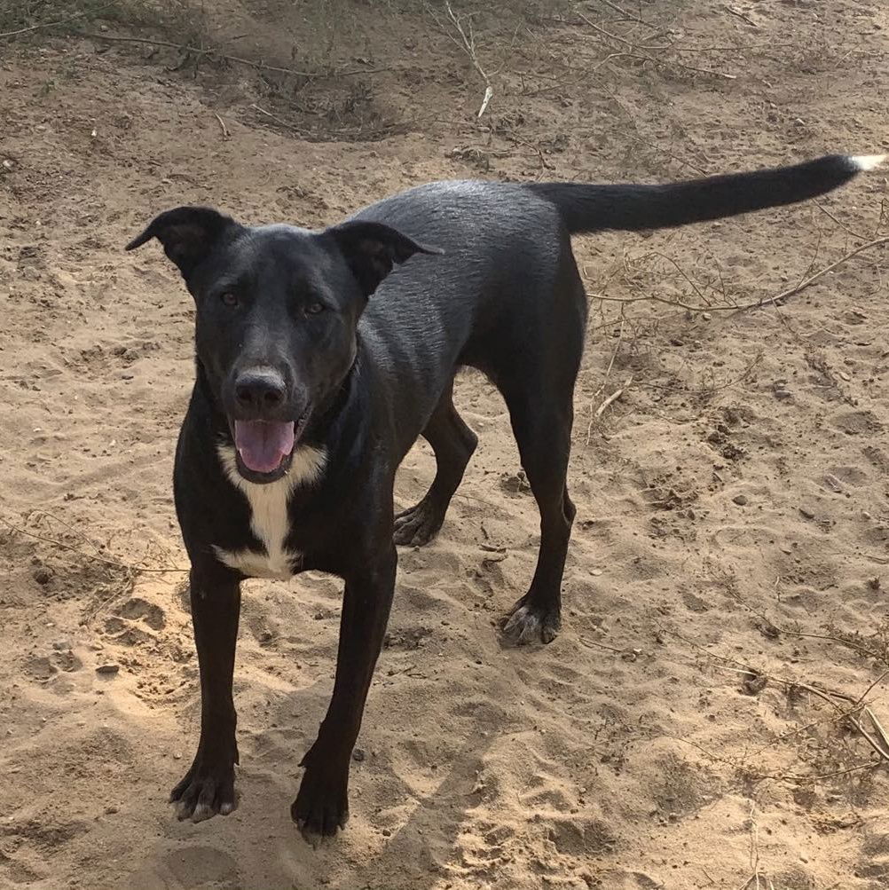 adoptable Dog in Bristol, CT named Susie