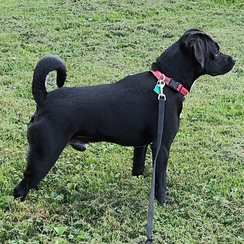 adoptable Dog in Bristol, CT named Levi