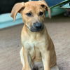 adoptable Dog in , CT named JR