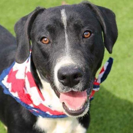 adoptable Dog in Bristol, CT named Dr. Seuss