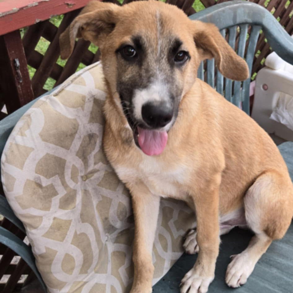 adoptable Dog in Bristol, CT named Toby