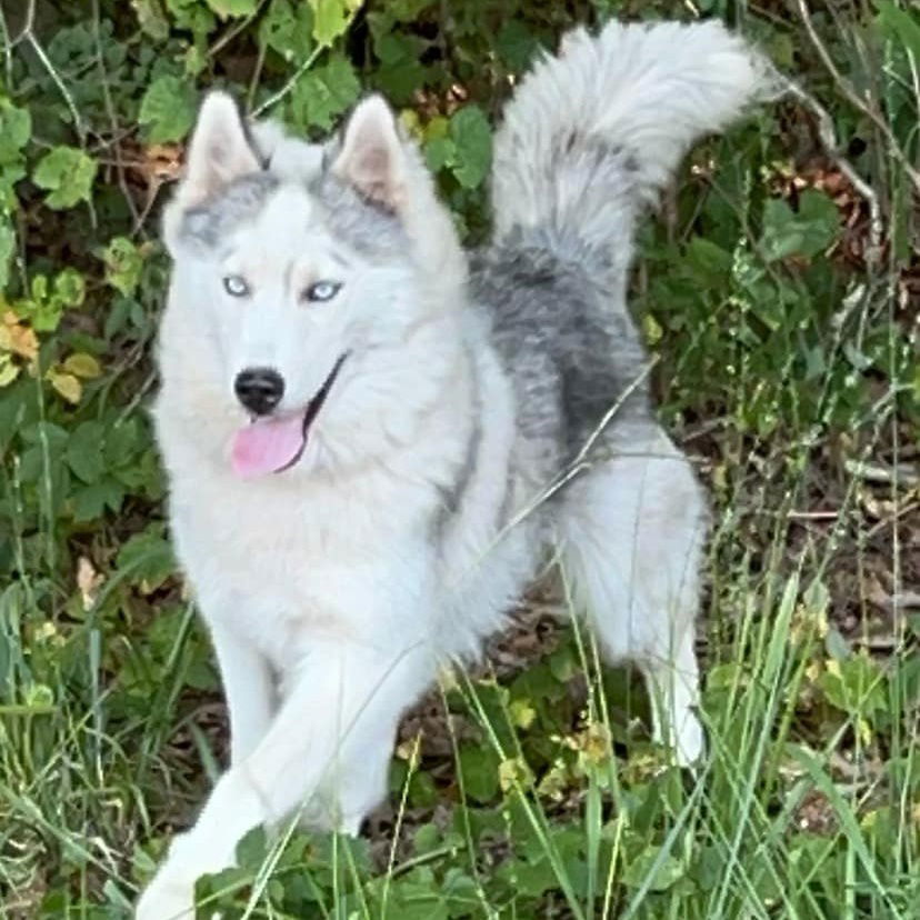 adoptable Dog in Bristol, CT named Hank