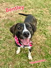 adoptable Dog in  named Bentley
