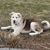 adoptable Dog in  named Polar
