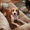 adoptable Dog in , CT named Rockstar
