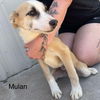 adoptable Dog in , CT named Mulan