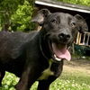 adoptable Dog in , CT named Porky