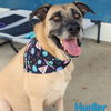 adoptable Dog in , CT named Hunter
