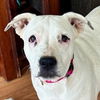 adoptable Dog in , CT named Ivy
